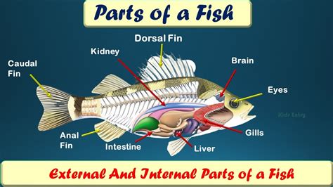 Fish Anatomy Lesson for Kids .